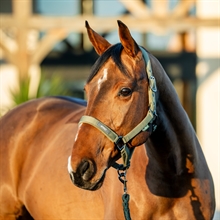 Horseware Amigo halsterset